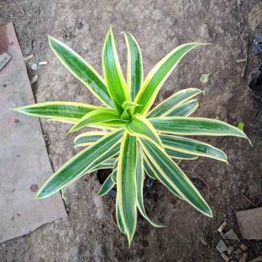 Jual Goldseeds Aglaonema Harlequin Tanaman Hias Online Oktober 2020 Blibli Com