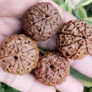 rudraksha jenitri jumbo