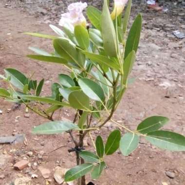 tanaman hias tabebuya bunga pink