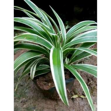 Tanaman Hias Lili Paris - lily paris