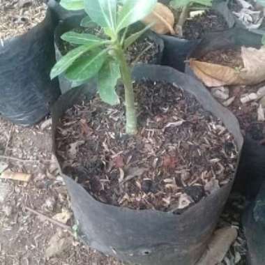 tanaman hias bibit kamboja adenium, kamboja jepang