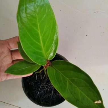 Tanaman Hias Anthurium Sekobar Daun Tebal