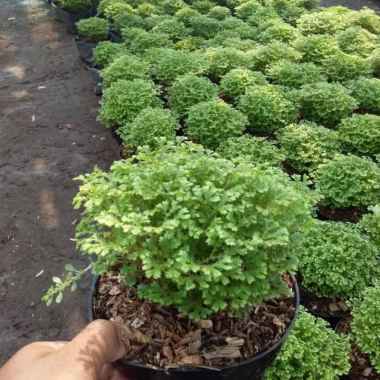 Tanaman hias lumut ambon pohon hias rumput ambon