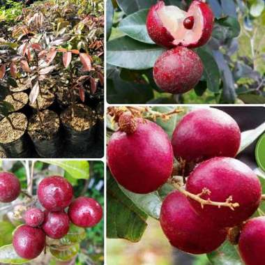Kelengkeng Merah Harga Terbaru Juli 2020 Blibli Com