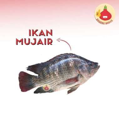 Ikan Mujair 1Kg / Ikan Segar / Mujaer Segar - Bawangbagus 1Kg
