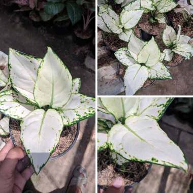 Jual Goldseeds Tanaman Hias Aglonema Pink Kochin Online Januari 2021 Blibli