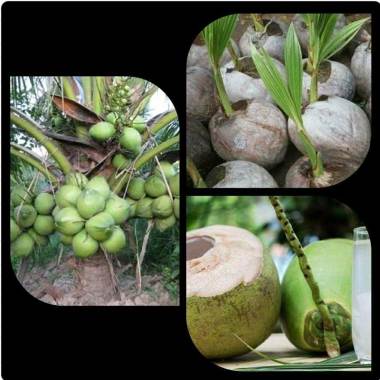 Azzahra berkah bibitku Bibit Kelapa Genjah Entok Sumatera