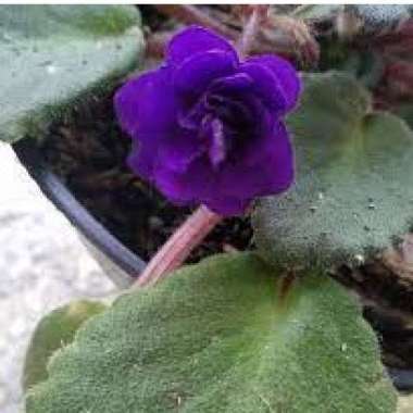 Tanaman Bunga Violces Mawar Ungu Biru - Violces Rose Tumpuk