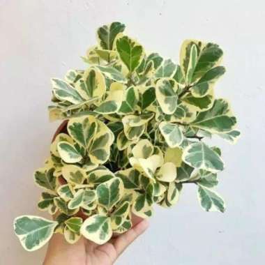 tanaman hias beringin varigata - bibit pohon beringin varigata