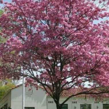 tanaman hias tabebuya pink tinggi 3 meter - tabebuya bunga sakura