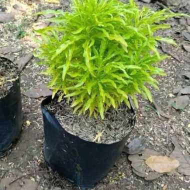 tanaman hias brokoli kuning - pohon brokoli