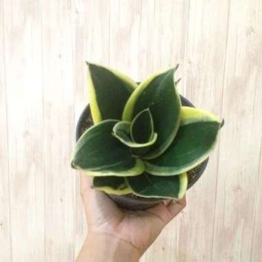 tanaman hias sansivera pagoda/sansivera ijo kuning