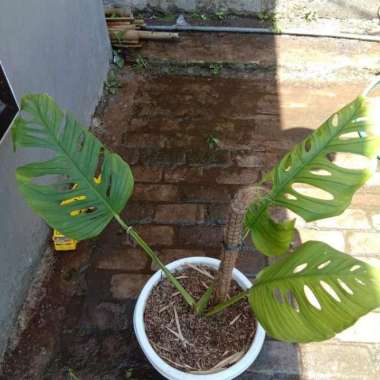 monstera acuminata janda bolong