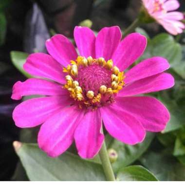 tanaman hias bunga kertas zinnia - kembang kertas zinnia - zinnia