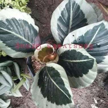 Tanaman Hias Meranta marion import - meranti / calathea marion