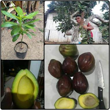 Azzahra berkah bibitku Alpukat Mentega Kulit Merah Bibit Tanaman Indonesia