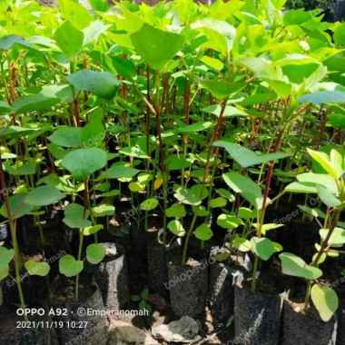Bibit Tanaman Bunga Rosela Murah Bibit Rosela Bibit Rosela Herbal