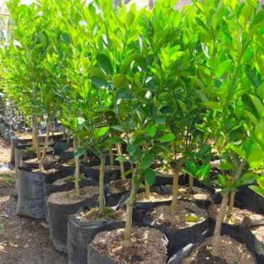 Bibit Tanaman Buah Jeruk Monde Sudah Berbunga atau Berbuah