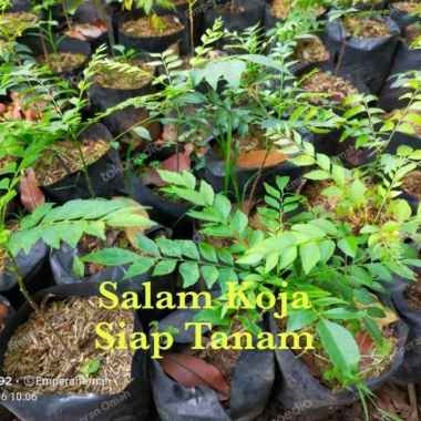 Bibit Tanaman Daun Kari Koja / Salam Koja / Daun Tumurui Siap Tanam