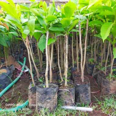 Bibit Tanaman Hias Bunga Kantil Murah