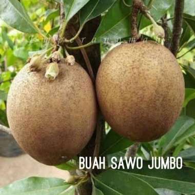 bibit tanaman buah sawo jumbo okulasi