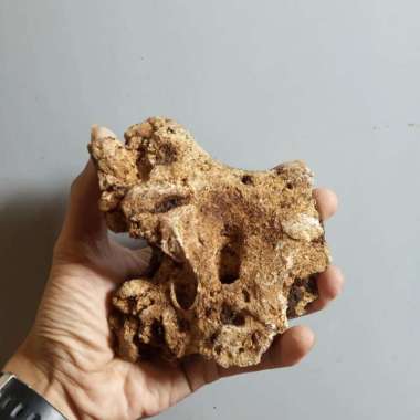 BATU KARANG bonsai dan aquashcape