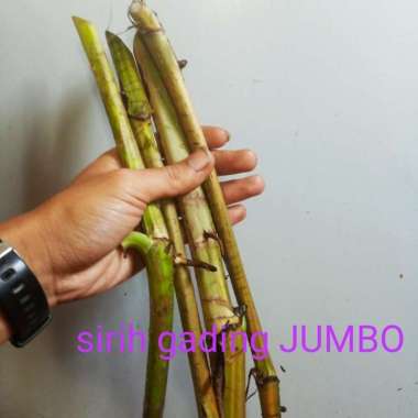 bonggol cutting sirih gading jumbo