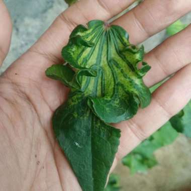 bahan bonsai waru wayang