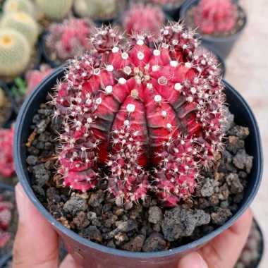 Tanaman hias kaktus black pink ownroot