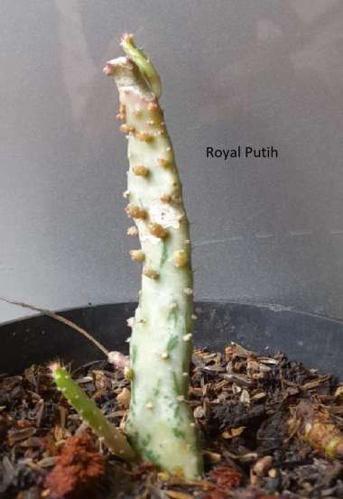 TANAMAN HIAS KAKTUS VARIGATA PUTIH PINK / KAKTUS VARIEGATA