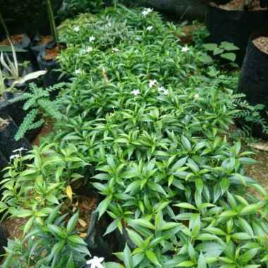 Bunga Rombusa Mini Kuning/ Rombusa Mini Gold Aneka Bibit Purworejo
