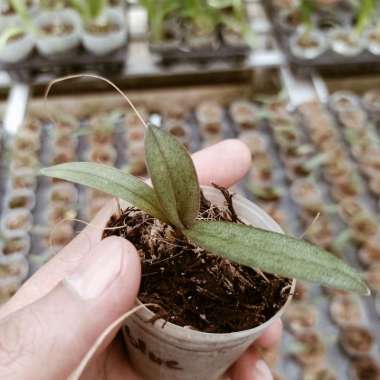 Seedling Doritis Blue Bibit Bunga Anggrek Bulan Pulcherrima Biru Spesies Coerulea Sedling Spesi Sled