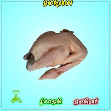 DAGING AYAM KAMPUNG ORGANIK AYAM KAMPUNG LAUK AYAM FRESH NATURAL