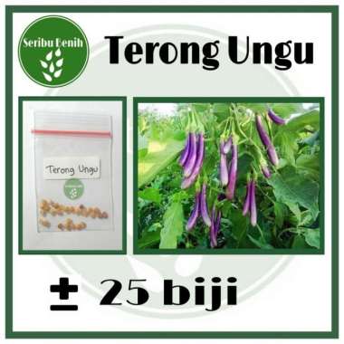 25 Benih Unggul Terong Ungu Panjang - Bibit Terong Repack [ Seribu ]