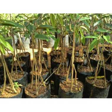 Bibit Durian Kane kaki 3 cepat berbuah | Pusat Pembibitan Durian unggul pohon duren okulasi 1 GRATIS