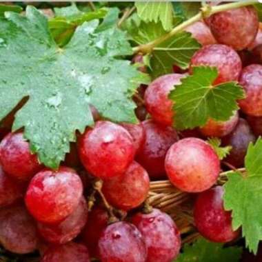 Grosir Bibit Anggur Red Master Sweet cepat berbuah | grosir bibit buah unggul | pohon okulasi untuk 