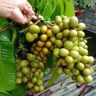 Bibit Matoa unggul cocok untuk tanaman tabulampot | Grosir bibit buah Green Story