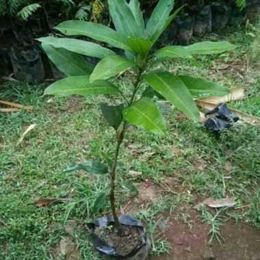 bibit mangga irwin cepat berbuah pohon mangga ungu tanaman unggul