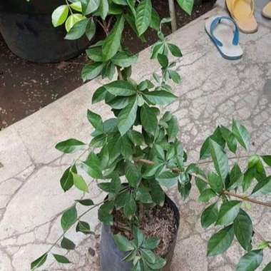 bibit buah jumfruit/blueberry lokal pernah buah