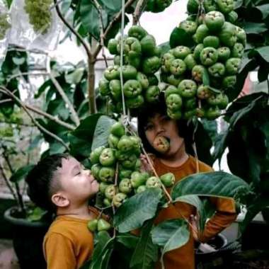 bibit buah jambu air cincalo