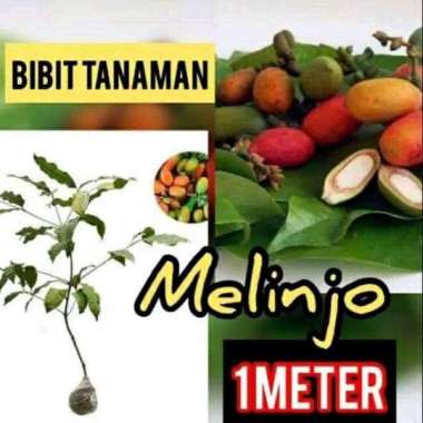 bibit pohon melinjo