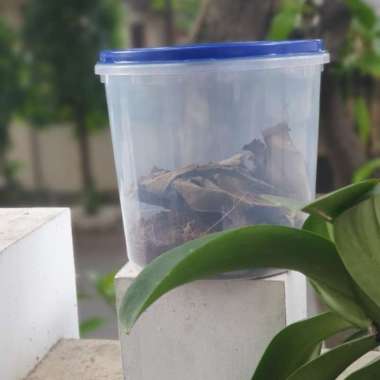 OEM Kelabang Lipan Hidup Sedang BESAR 20 ekor+ Toples (MEDIA FREE) P