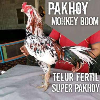 Cdc Ayam Bangkok Super Aduan Asli F1 Pakhoy Thailand Monkey Boom Telur