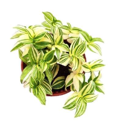 Tanaman Gantung Tradescantia Fluminensis Green-Tradescantia Variegata