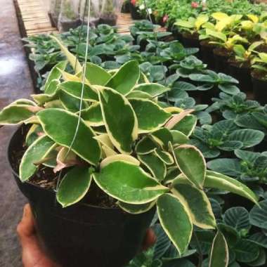 Tanaman Hoya Varigata