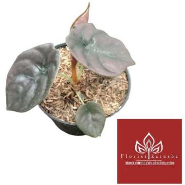 Tanaman Keladi Tengkorak