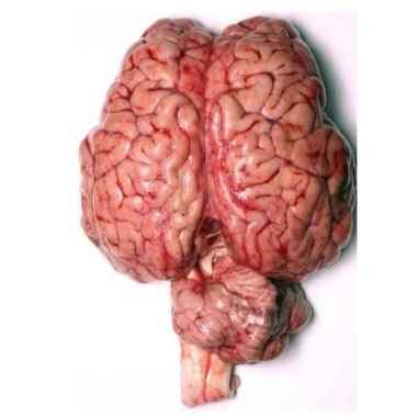 Otak Sapi Utuh Satuan Daging Otak Sapi Fresh 1pcs