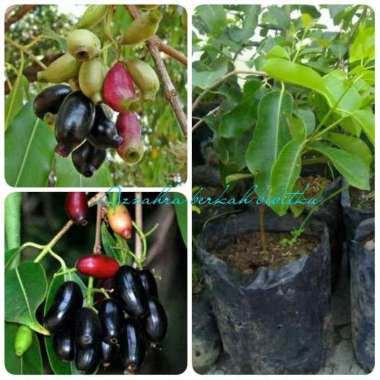 Azzahra berkah bibitku bibit tanaman juwet Indonesia