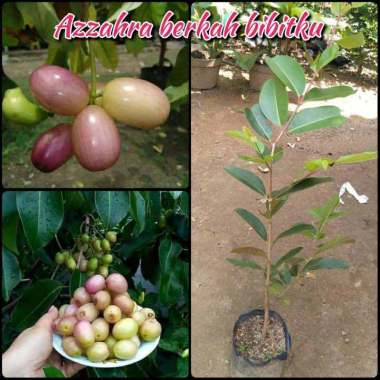 Azzahra berkah bibitku bibit tanaman buah juwet Indonesia
