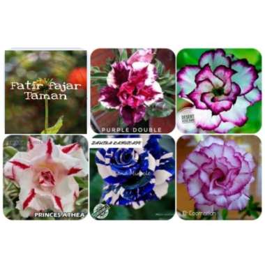 Kumpulan Gambar Tanaman Hias Adenium Yang Wajib Diketahui Informasi Seputar Tanaman Hias